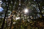 達沢不動滝周辺の紅葉